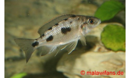 Otopharynx walteri